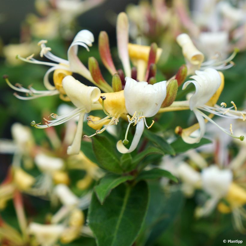 Chèvrefeuille hybride - Lonicera Blond & Beyond (Honey Baby)  (Floraison)