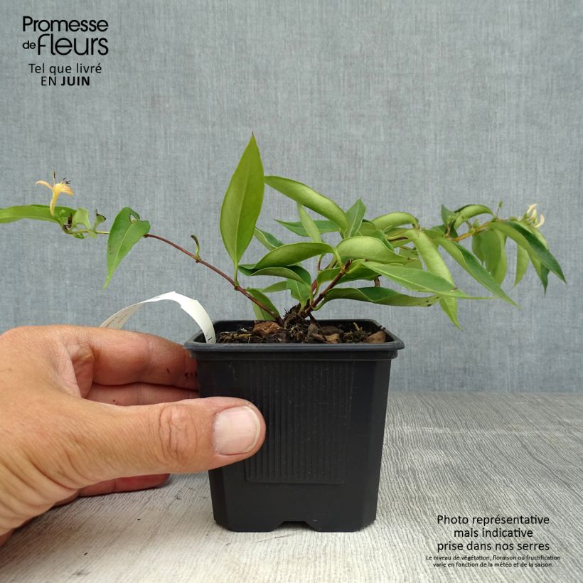 Spécimen de Chèvrefeuille hybride - Lonicera Marinella Godet de 8/9 cm tel que livré en été