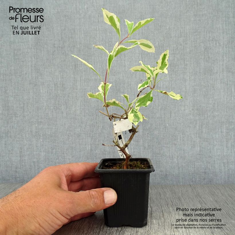 Spécimen de Chèvrefeuille panaché - Lonicera x italica Harlequin Godet de 8/9 cm tel que livré en été
