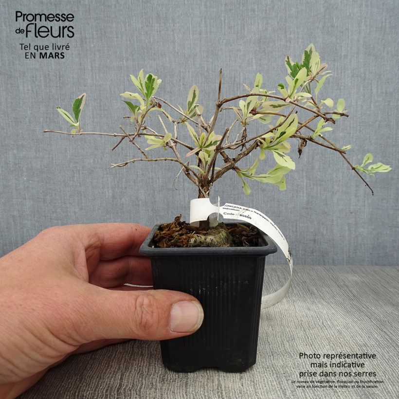 Spécimen de Chèvrefeuille panaché - Lonicera x italica Harlequin Godet de 9cm tel que livré au printemps