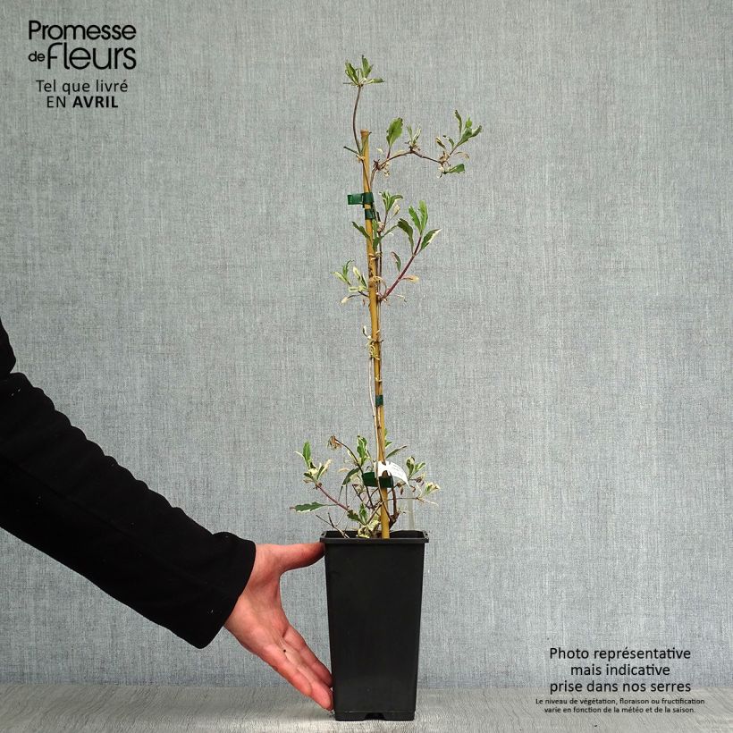 Spécimen de Chèvrefeuille panaché - Lonicera x italica Harlequin en pot de 1.5/2l. tel que livré au printemps