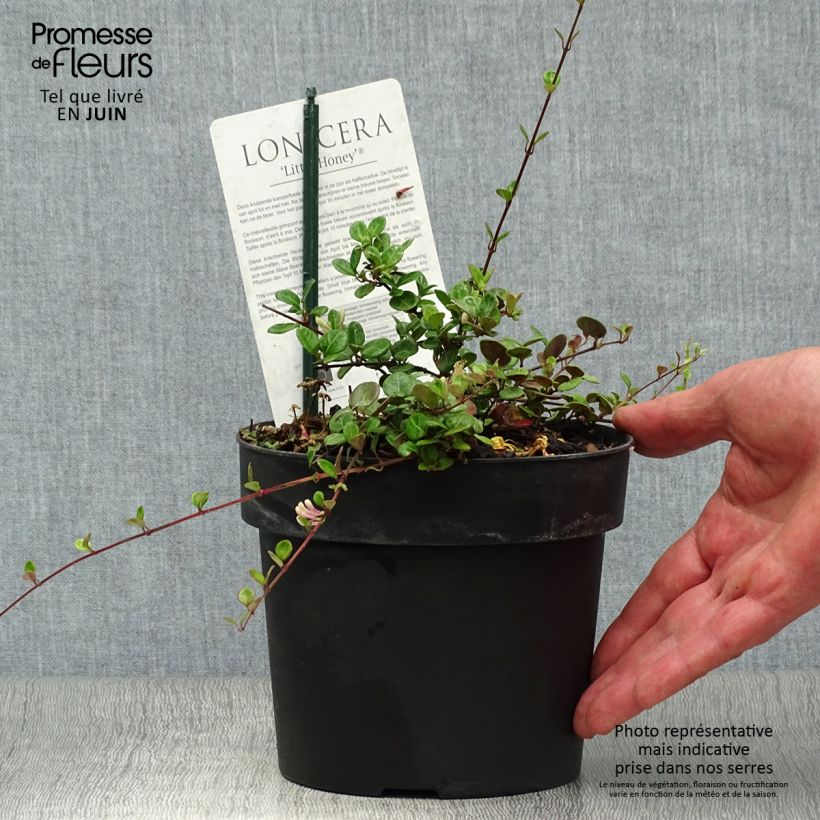 Spécimen de Chèvrefeuille rampant Little Honey - Lonicera crassifolia Pot de 2L/3L tel que livré en été