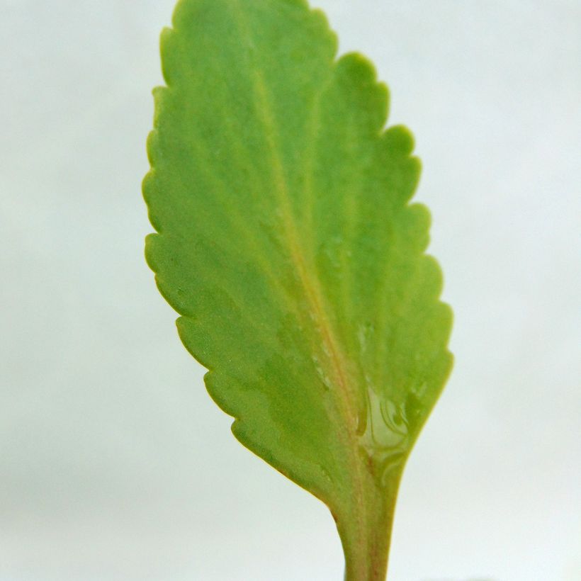 Chiastophyllum oppositifolium - Goutte d'Or (Feuillage)