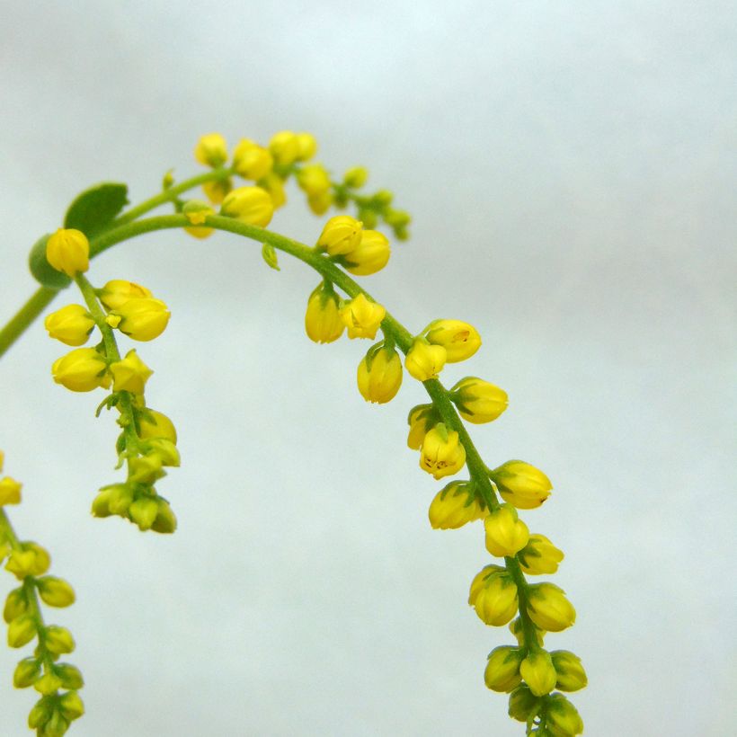 Chiastophyllum oppositifolium - Goutte d'Or (Floraison)