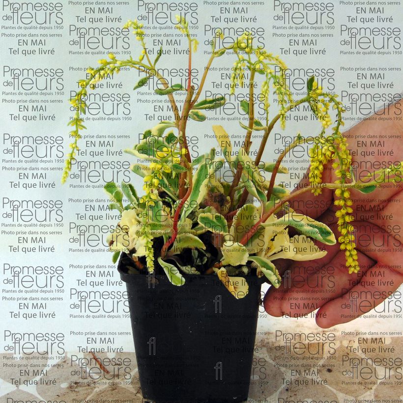 Exemple de spécimen de Chiastophyllum oppositifolium Jim's Pride (Variegatum) - Godet de 9cm tel que livré
