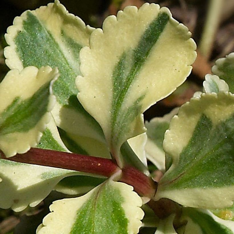 Chiastophyllum oppositifolium Jim's Pride (Variegatum) - (Feuillage)