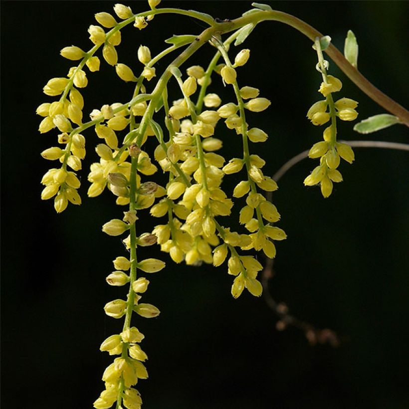 Chiastophyllum oppositifolium Jim's Pride (Variegatum) - (Floraison)