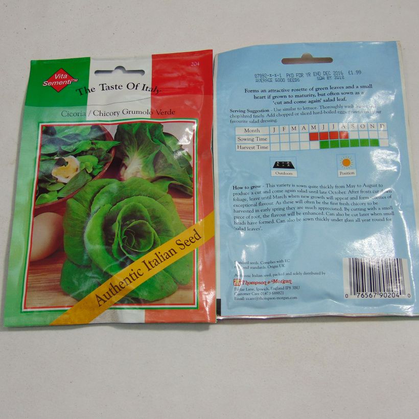 Exemple de spécimen de Chicorée Grumolo Verde - Cichorium intybus tel que livré