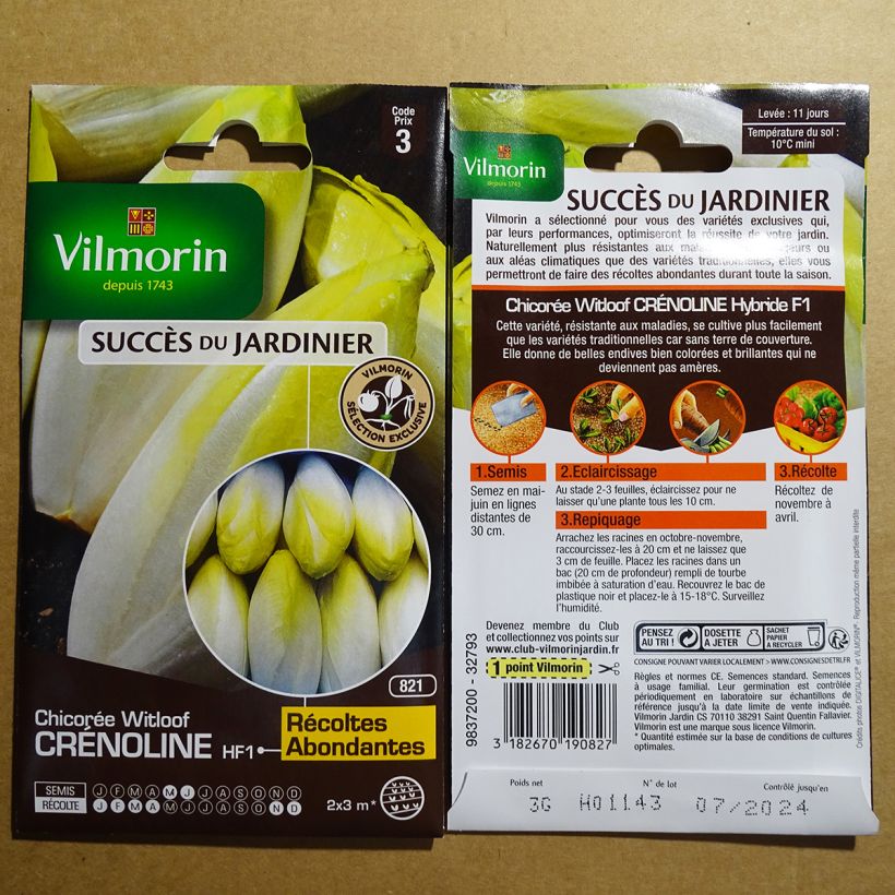 Exemple de spécimen de Chicorée Witloof (Endive) Crénoline F1 (création Vilmorin)   - Vilmorin tel que livré