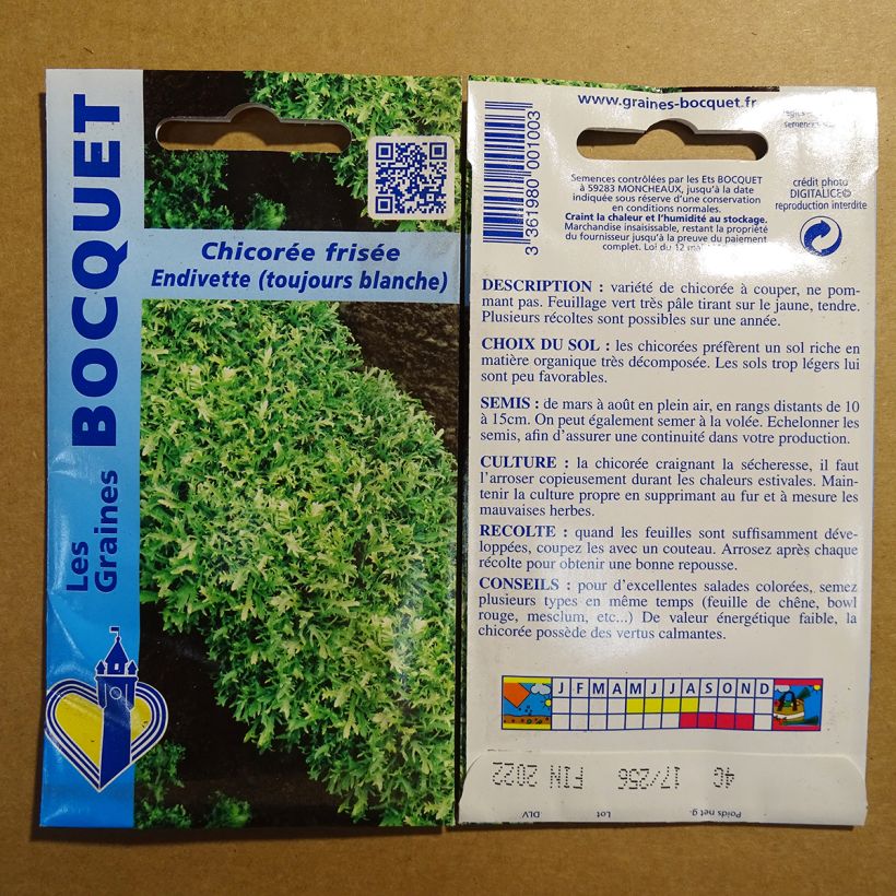 Exemple de spécimen de Chicorée frisée Endivette (Toujours blanche) - Cichorium endivia crispum Graines tel que livré