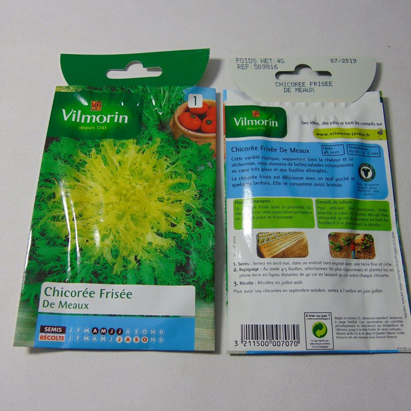 Exemple de spécimen de Chicorée frisée Fine de Meaux - Vilmorin le sachet de 2400 graines (4g) tel que livré