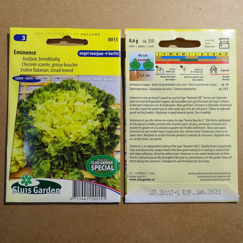 Exemple de spécimen de Chicorée scarole Grosse Bouclée  Eminence - Cichorium endivia var. latifolium Graines tel que livré