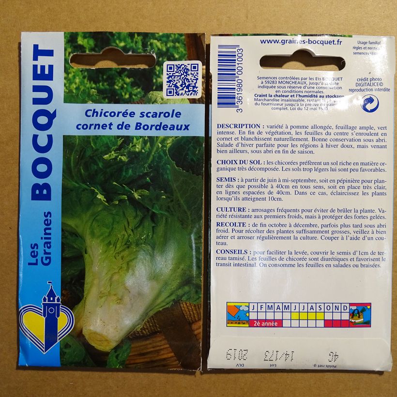 Exemple de spécimen de Chicorée scarole en Cornet de Bordeaux - Cichorium endivia atifolium tel que livré