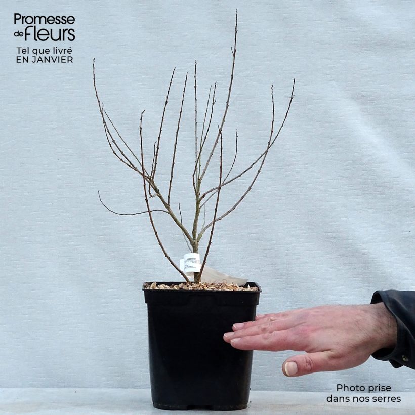 Spécimen de Chilopsis linearis - Saule du désert Pot de 3L/4L tel que livré en hiver