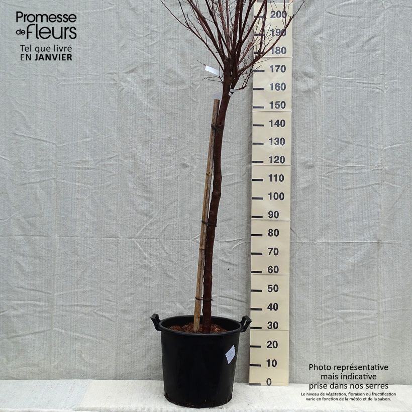 Spécimen de Chilopsis linearis Burgundy Pot de 30L/35L tel que livré en hiver