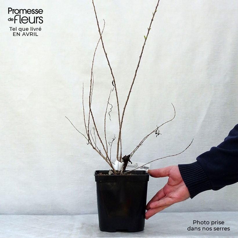 Spécimen de Chilopsis linearis - Saule du désert en pot de 3/4L tel que livré au printemps