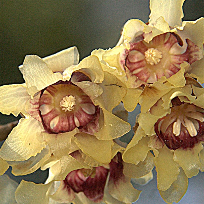 Chimonanthus praecox Grandiflorus (Floraison)