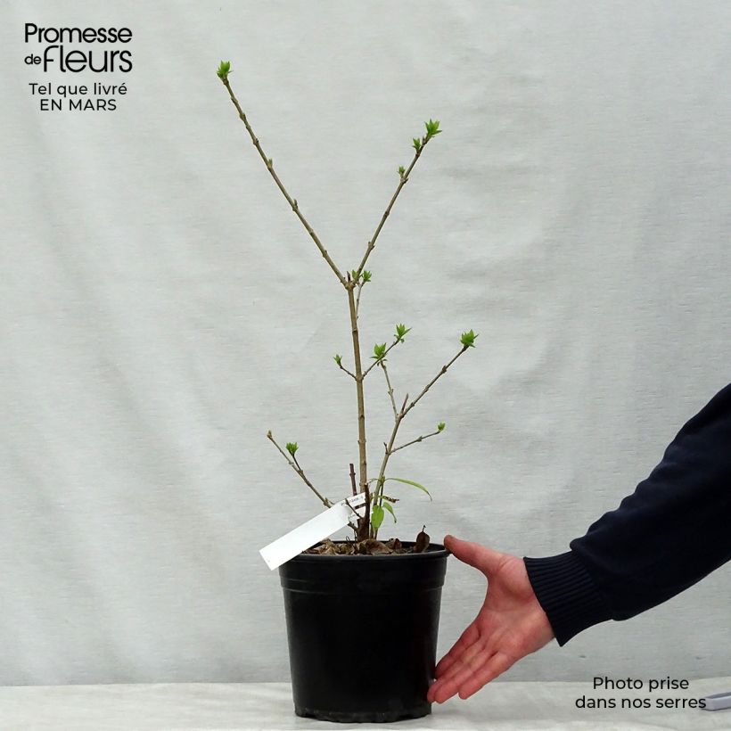 Spécimen de Chimonanthus praecox Grandiflorus en pot de 4,5L tel que livré au printemps