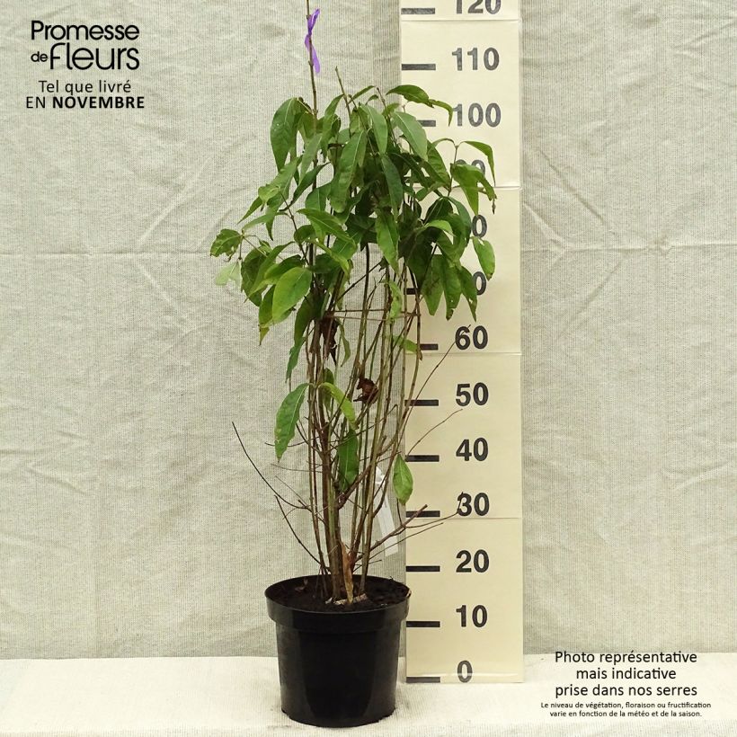 Spécimen de Chimonanthus praecox - Chimonanthe précoce tel que livré en automne