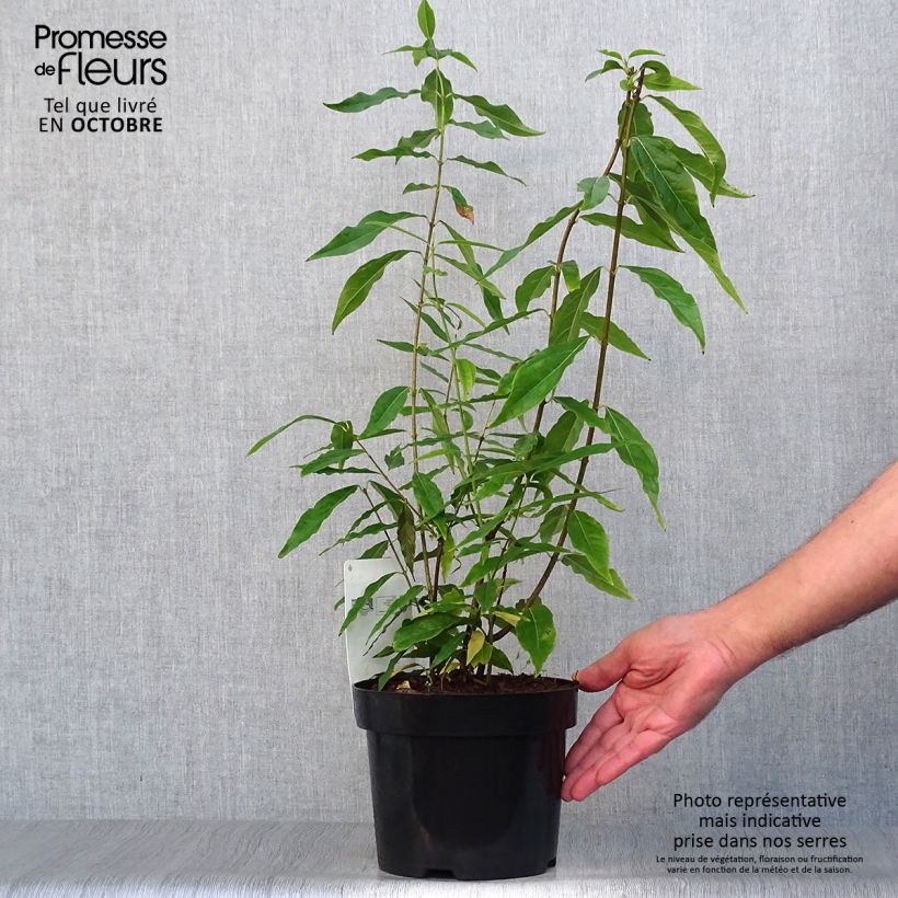 Spécimen de Chimonanthus praecox - Chimonanthe précoce tel que livré en automne
