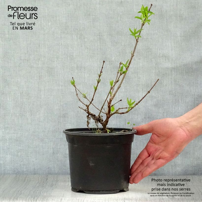 Spécimen de Chimonanthus praecox - Chimonanthe précoce tel que livré au printemps