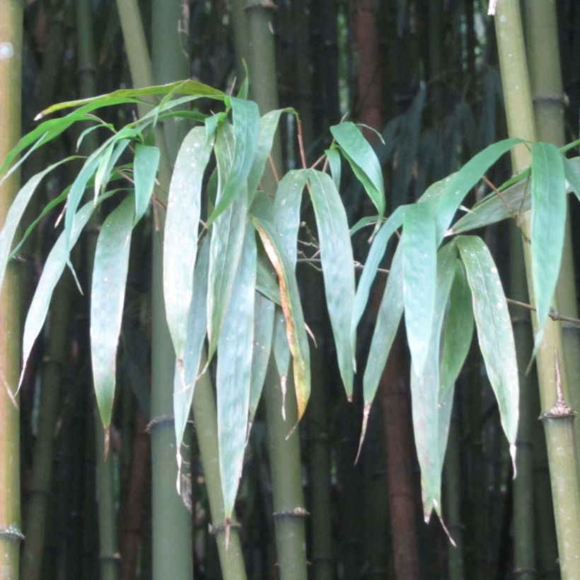 Chimonobambusa quadrangularis - Bambou moyen (Feuillage)