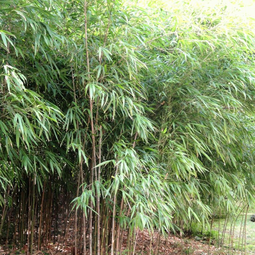 Chimonobambusa quadrangularis - Bambou moyen (Port)