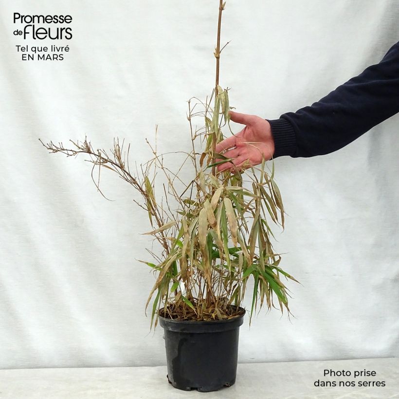 Spécimen de Chimonobambusa quadrangularis - Bambou moyen Pot de 4L/5L tel que livré au printemps