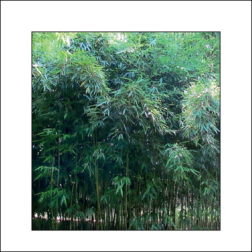 Chimonobambusa tumidissinoda Macrophylla - Bambou moyen (Feuillage)
