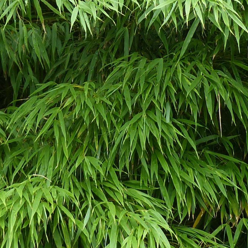 Chimonobambusa tumidissinoda Microphylla - Bambou moyen (Feuillage)