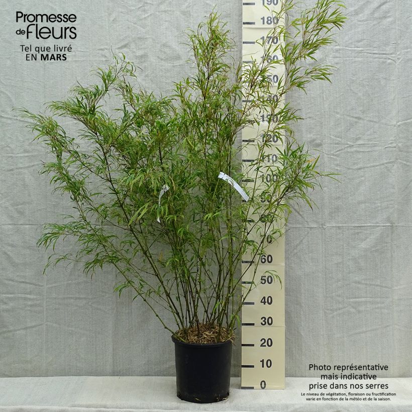Spécimen de Chimonobambusa tumidissinoda Microphylla - Bambou moyen 15L 125/+ Pot de 12L/15L tel que livré au printemps