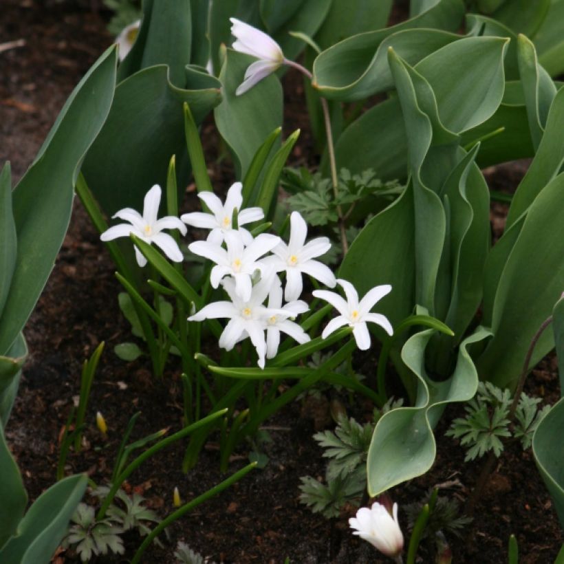 Chionodoxa luciliae Alba (Port)