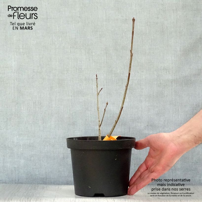 Spécimen de Chionanthus virginicus - Arbre de neige Pot de 2L/3LHauteur livrée env. 15/20cm tel que livré au printemps