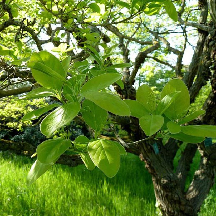 Chionanthus retusus - Arbre de neige (Feuillage)