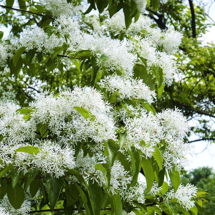 Chionanthus retusus - Arbre de neige (Floraison)