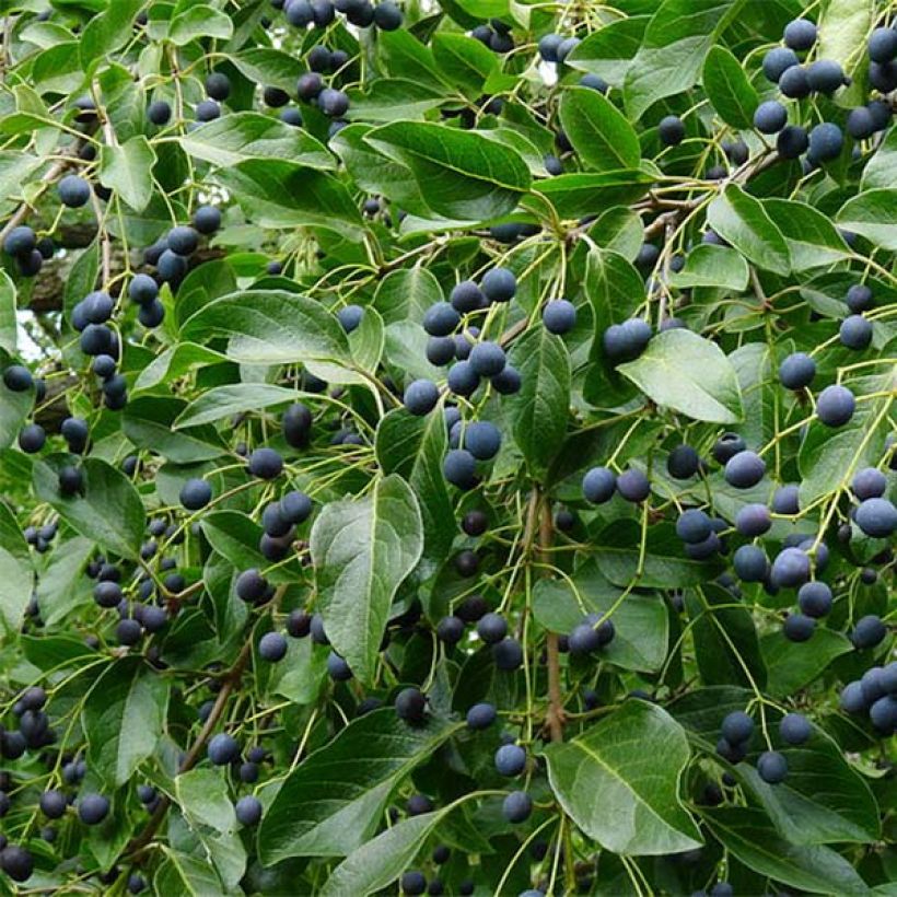 Chionanthus retusus - Arbre de neige (Récolte)