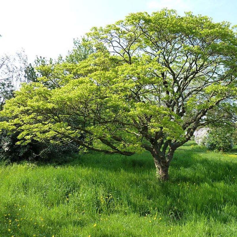 Chionanthus retusus - Arbre de neige (Port)