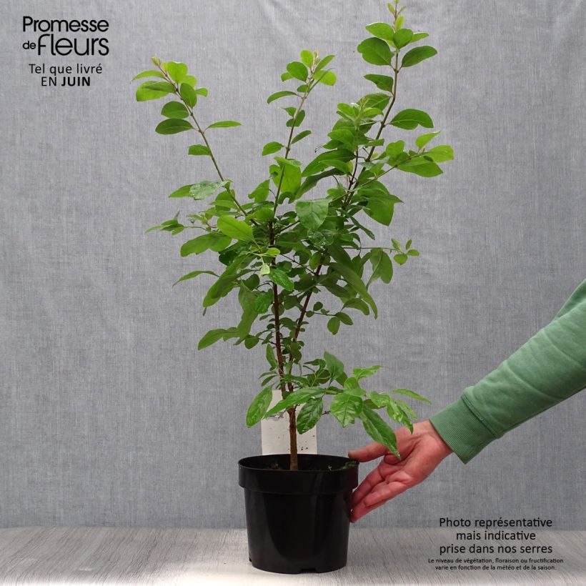 Spécimen de Chionanthus retusus - Arbre de neige Pot de 4L/5L tel que livré en été