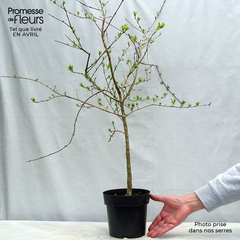 Spécimen de Chionanthus retusus - Arbre de neige en pot de 4L/5L tel que livré au printemps