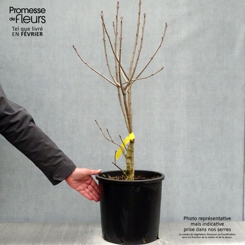 Spécimen de Chionanthus virginicus - Arbre de neige livré en pot de 15L tel que livré en hiver