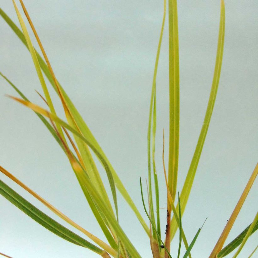 Chionochloa conspicua (Feuillage)