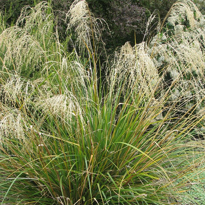 Chionochloa conspicua (Floraison)