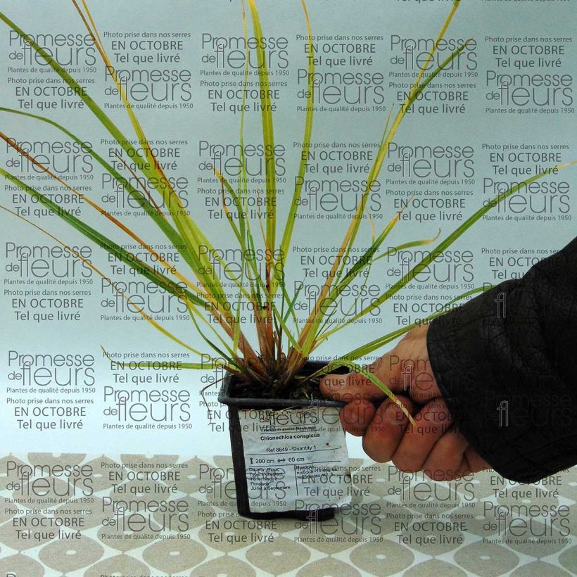 Exemple de spécimen de Chionochloa conspicua Godet de 8/9 cm tel que livré