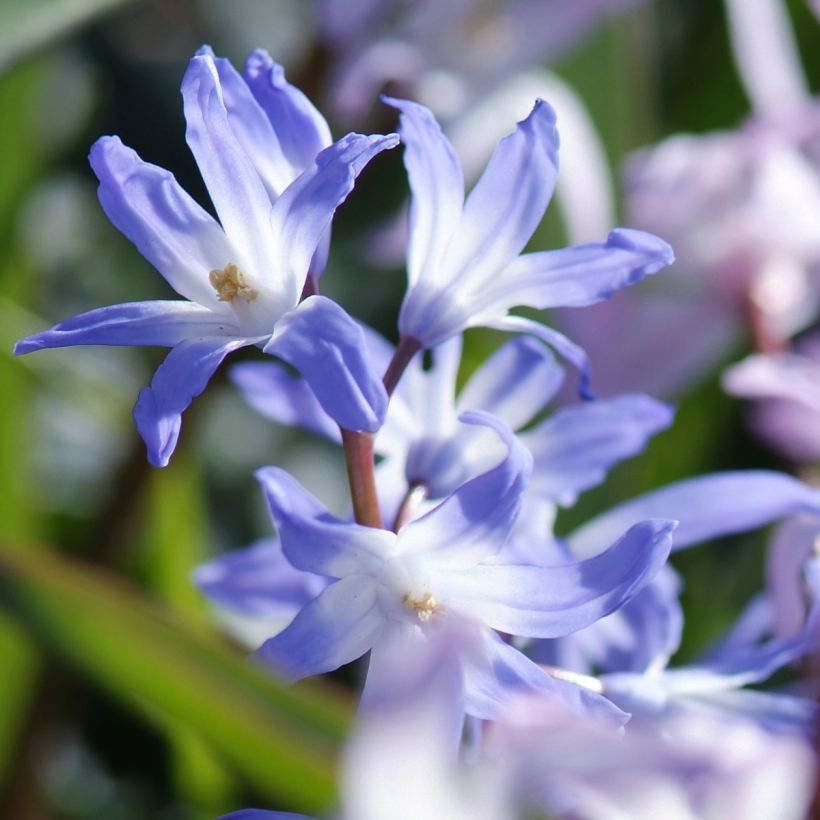 Chionodoxa en mélange - Gloire des Neiges (Floraison)