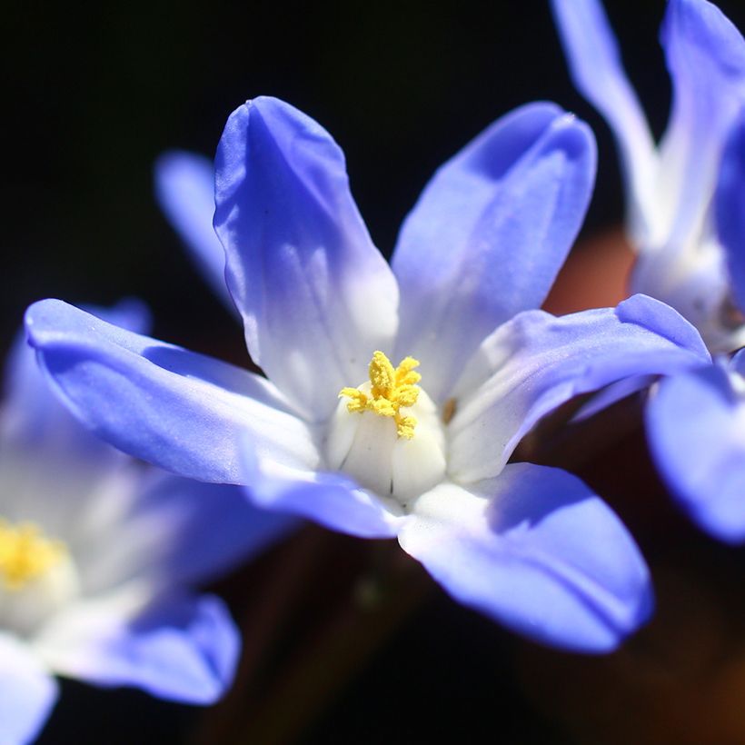 Chionodoxa forbesii Blue Giant (Floraison)