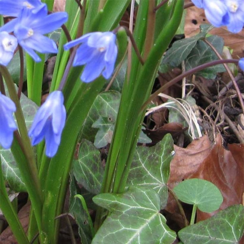 Chionodoxa forbesii - Gloire des Neiges (Feuillage)