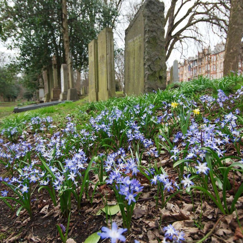 Chionodoxa forbesii - Gloire des Neiges (Floraison)