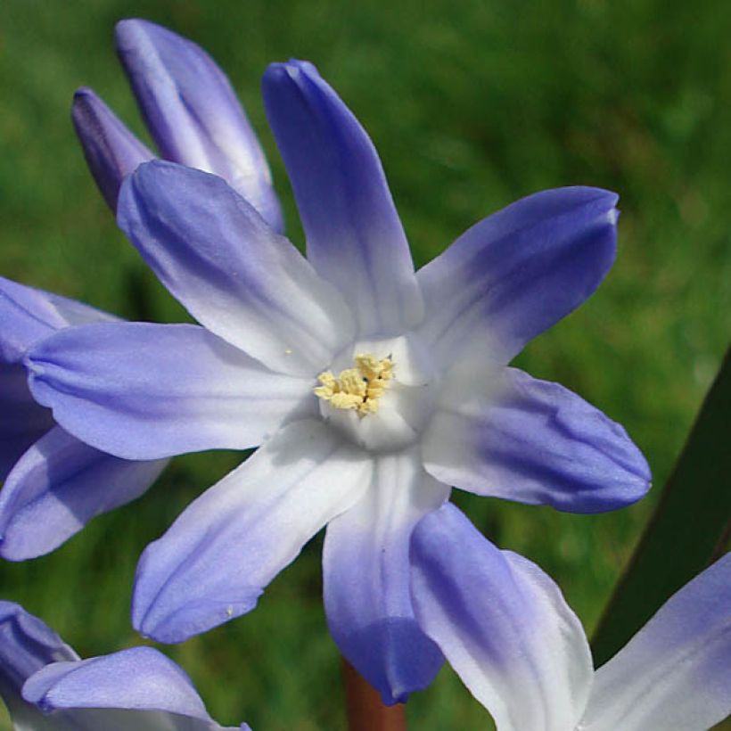 Chionodoxa luciliae - Gloire des Neiges (Floraison)