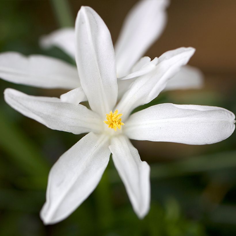 Chionodoxa luciliae Alba (Floraison)