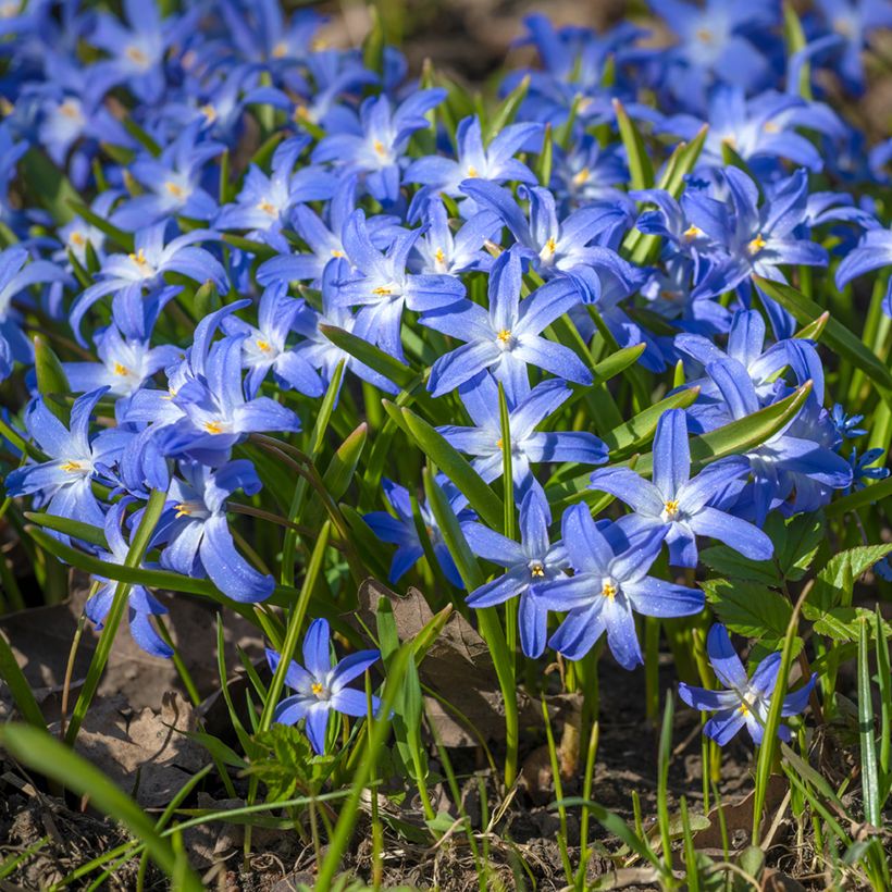 Chionodoxa luciliae - Gloire des Neiges (Port)